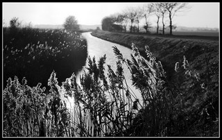 Winter Grass At Romney Marsh