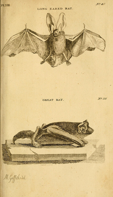 Two British Bats
